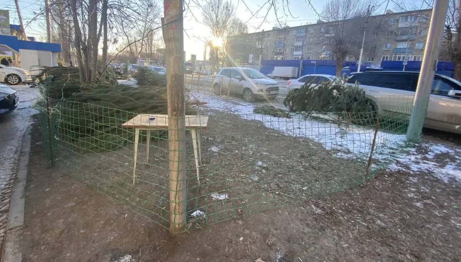 На саратовских улицах обнаружили нелегальных торговцев елками